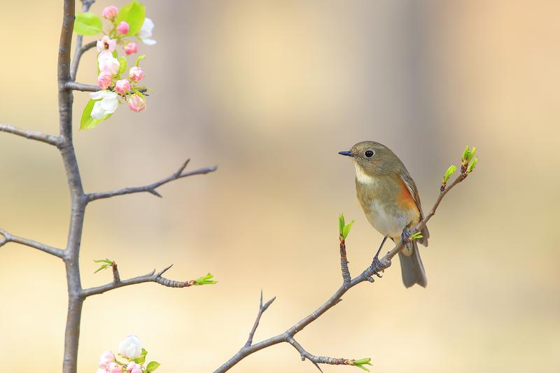 Spring Boot学习快速入门，基本原理与应用开发实战